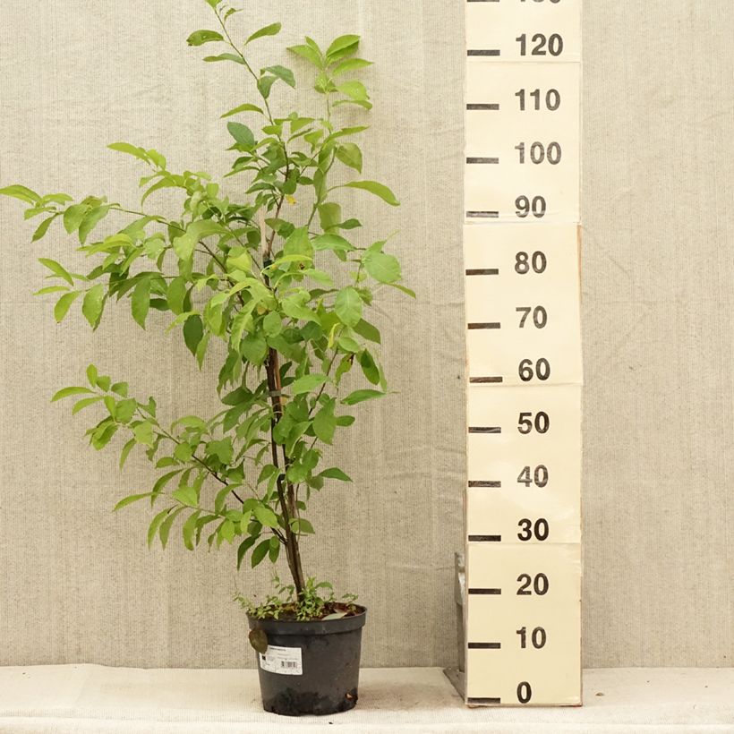 Exemplar von Lindera benzoin - Fieberstrauch Topf mit 4L/5L wie im Sommer geliefert