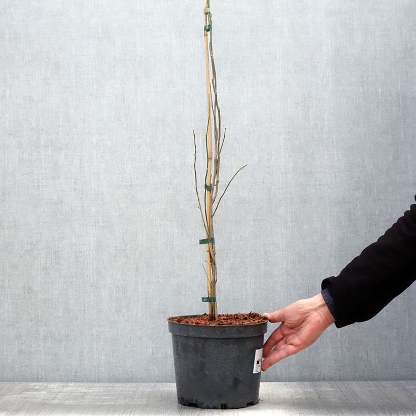 Exemplar von Lindera benzoin - Fieberstrauch Topf mit 4L/5L wie im Frühjahr geliefert