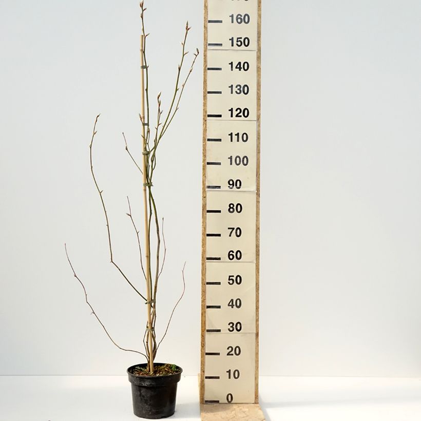 Exemplar von Lindera obtusiloba - Fieberstrauch Topf mit 4L/5L wie im Frühjahr geliefert