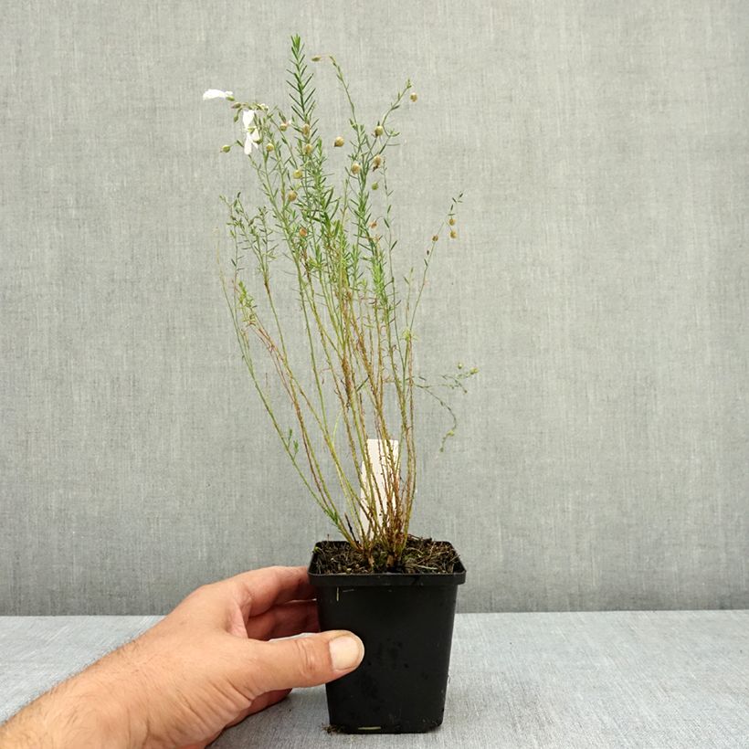 Exemplar von Stauden-Lein Diamant - Linum perenne Kleine Töpfe von 8/9 cm wie im Sommer geliefert