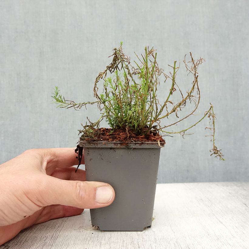 Exemplar von Stauden-Lein Saphir - Linum perenne Kleine Töpfe von 8/9 cm wie im Herbst geliefert