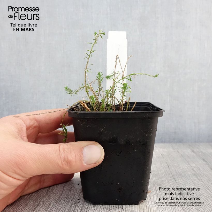 Example of Stauden-Lein Saphir - Linum perenne Kleine Töpfe von 8/9 cm as you get in printemps