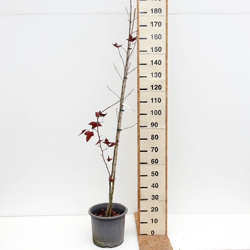 Exemplar von Liquidambar formosana - Chinesischer Amberbaum Topf mit 12L/15L wie im Herbst geliefert