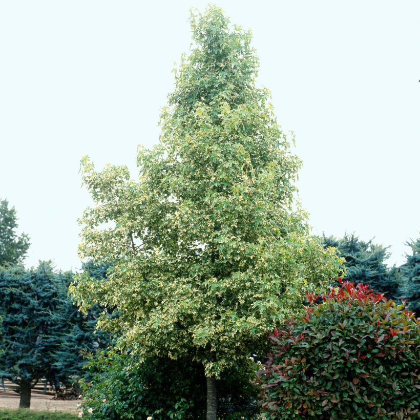 Liquidambar styraciflua Albomarginata Manon - Amberbaum (Plant habit)