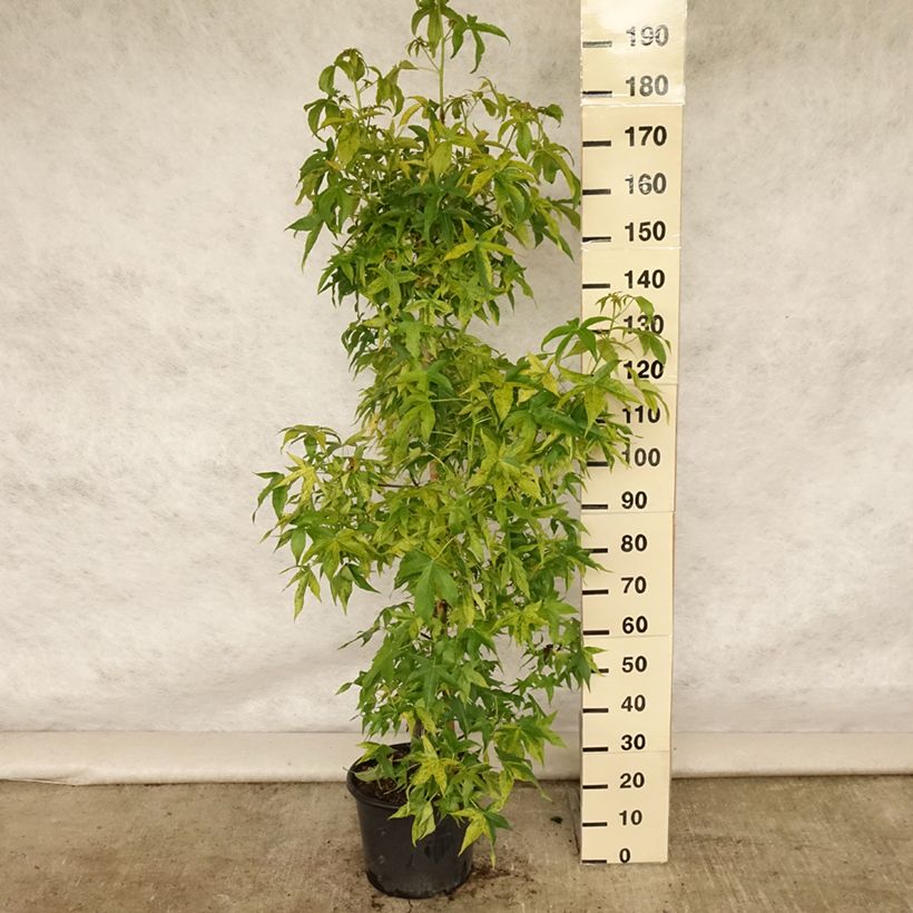 Exemplar von Liquidambar styraciflua Aurea - Amberbaum Topf mit 12L/15L, Stämmchen wie im Sommer geliefert