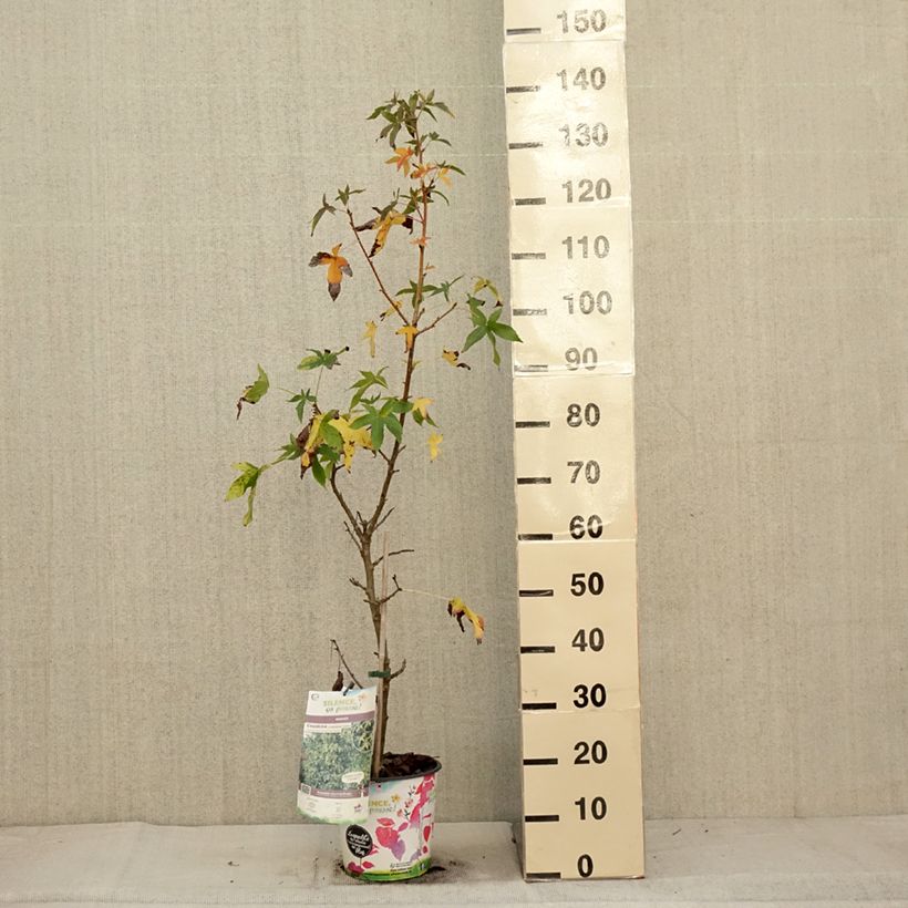 Exemplar von Liquidambar styraciflua Aurea - Amberbaum Topf mit 4L/5L wie im Herbst geliefert