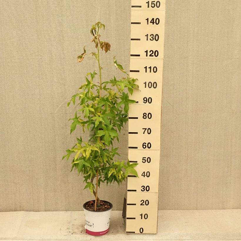 Exemplar von Liquidambar styraciflua Aurea - Amberbaum Topf mit 4L/5L wie im Sommer geliefert