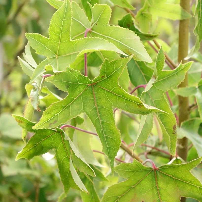 Liquidambar styraciflua Autumn Color Globe - Amberbaum (Laub)