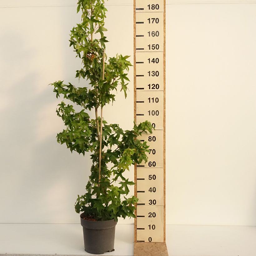 Exemplar von Liquidambar styraciflua Autumn Color Globe - Amberbaum Topf mit 6L/7L wie im Sommer geliefert