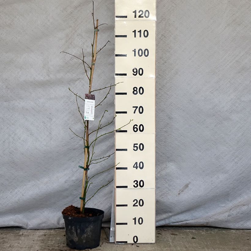 Example of Liquidambar styraciflua - Amberbaum Topf mit 3L/4L as you get in printemps