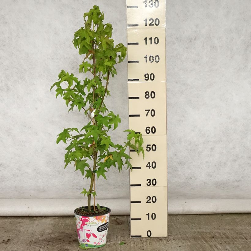 Exemplar von Liquidambar styraciflua Lane Roberts - Amberbaum Topf mit 2L/3L wie im Sommer geliefert