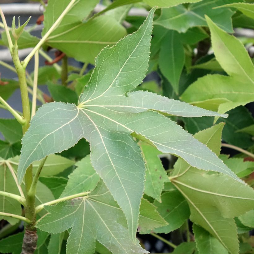 Liquidambar styraciflua Oakville Highlight - Amberbaum (Foliage)
