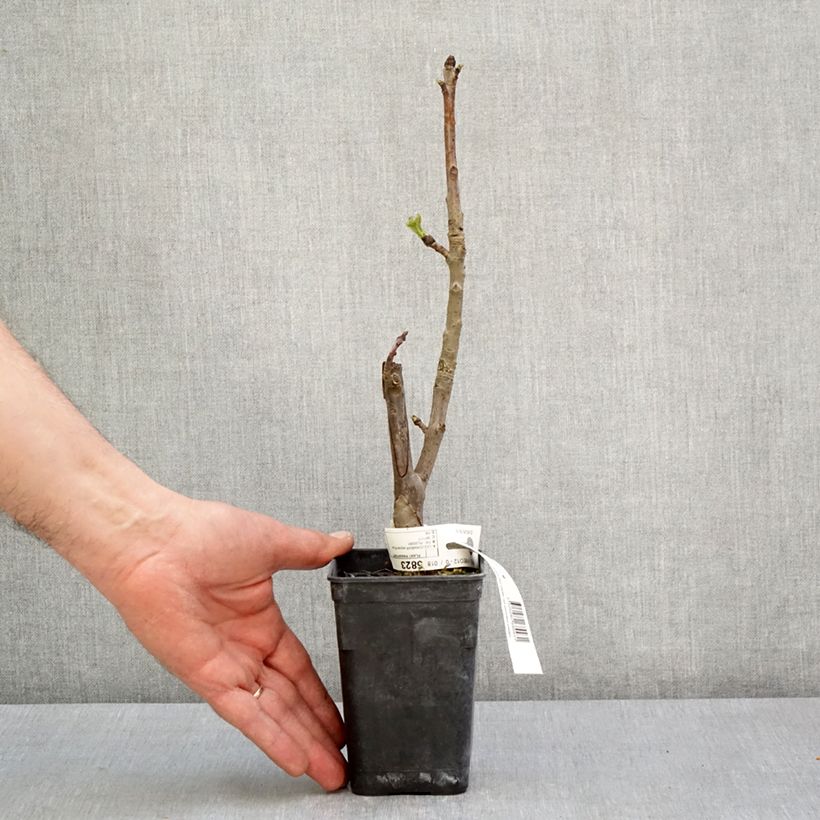 Example of Liquidambar styraciflua Oakville Highlight - Amberbaum Topf mit 1L/1,5L as you get in printemps