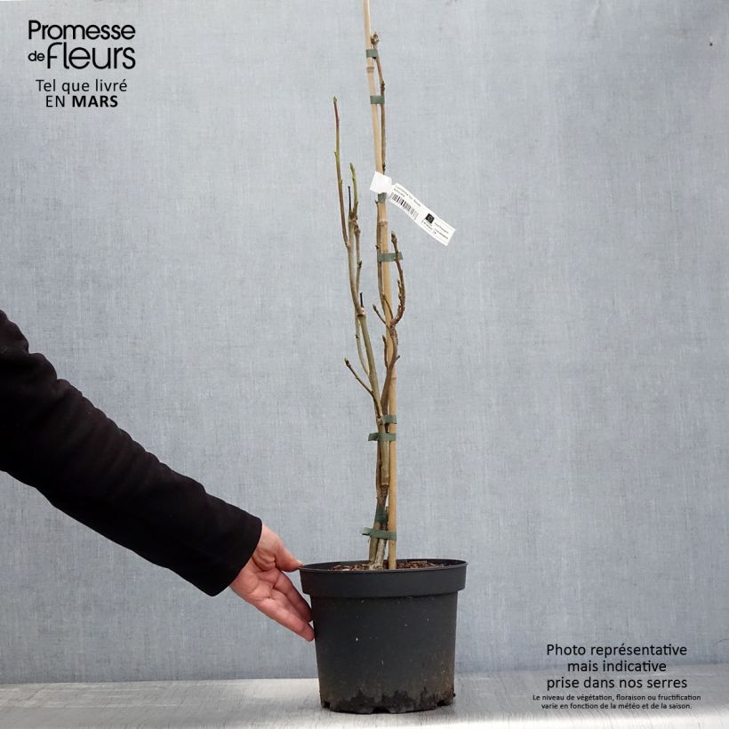 Example of Liquidambar styraciflua Slender Silhouette - Amberbaum Topf mit 4L/5L as you get in printemps