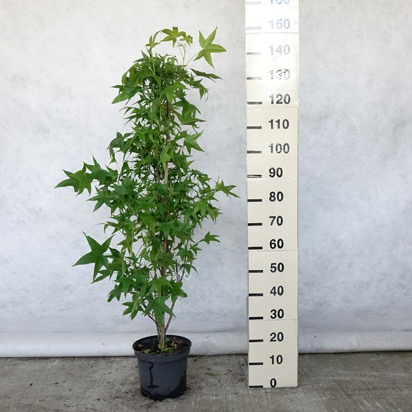 Exemplar von Liquidambar styraciflua Slender Silhouette - Amberbaum Topf mit 7,5L/10L wie im Sommer geliefert