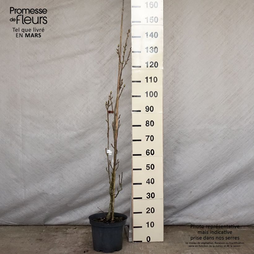 Example of Liquidambar styraciflua Slender Silhouette - Amberbaum Topf mit 7,5L/10L as you get in printemps