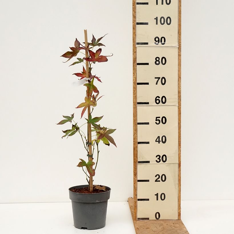 Exemplar von Liquidambar styraciflua Slender Silhouette - Amberbaum Topf mit 4L/5L wie im Herbst geliefert