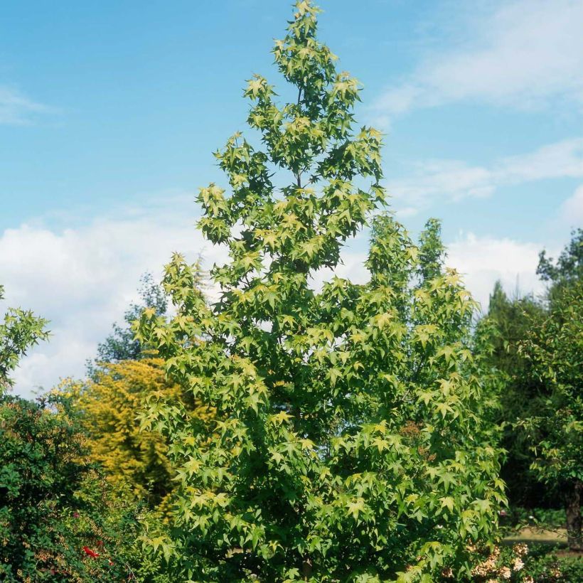 Liquidambar styraciflua Thea - Amberbaum (Wuchs)
