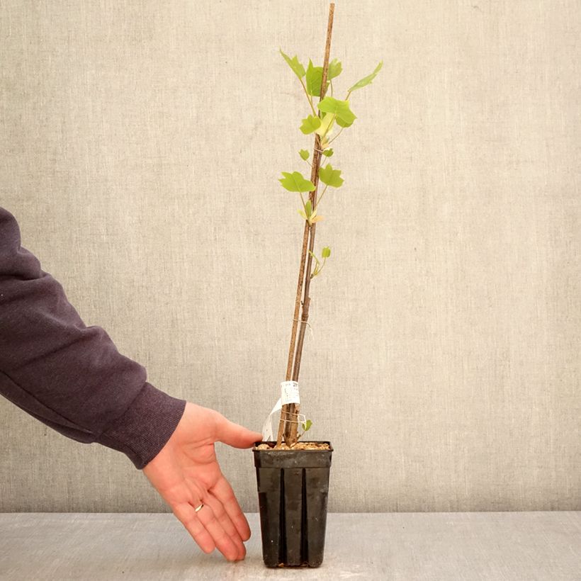 Exemplar von Liriodendron tulipifera Emerald City - Tulpenbaum Topf mit 1L/1,5L wie im Frühjahr geliefert