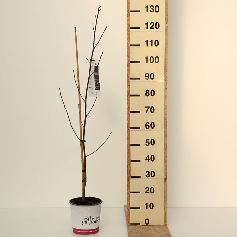 Exemplar von Liriodendron tulipifera Fastigiata - Tulipier de Virginie Pot de 4L/5L, Tige wie im Winter geliefert