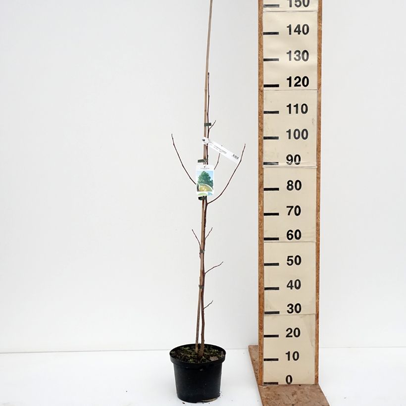 Exemplar von Liriodendron tulipifera Purgatory - Tulipier de Virginie panaché Topf mit 4L/5L wie im Winter geliefert