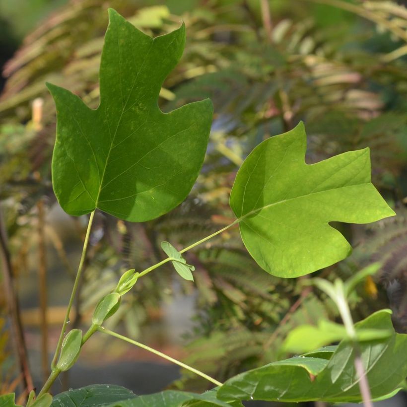 Liriodendron tulipifera - Tulpenbaum (Foliage)