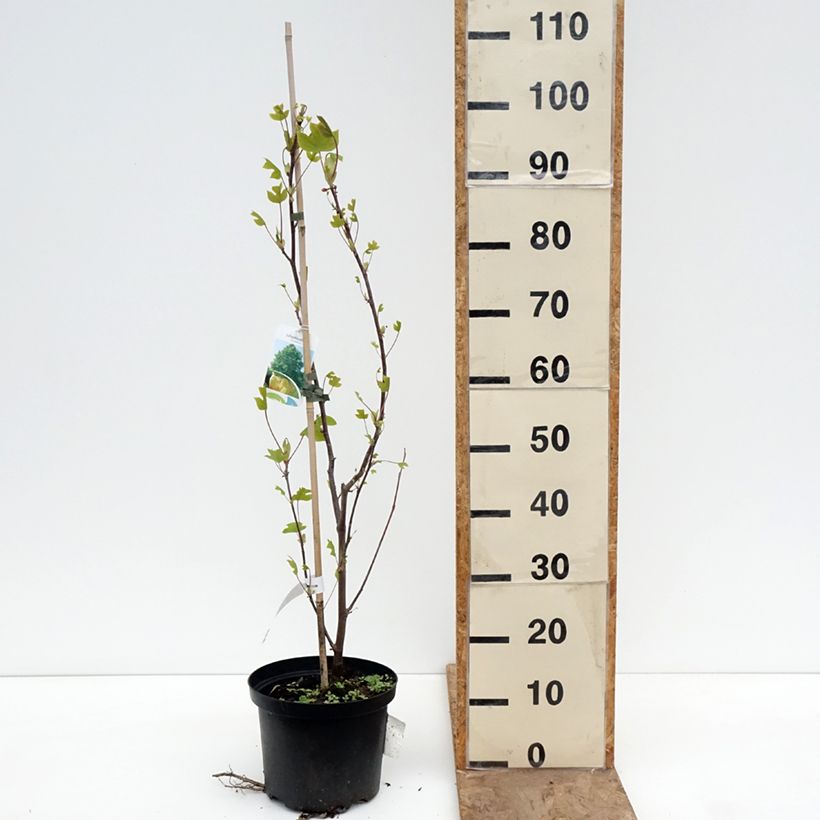 Exemplar von Liriodendron tulipifera - Tulpenbaum Topf mit 4L/5L wie im Frühjahr geliefert