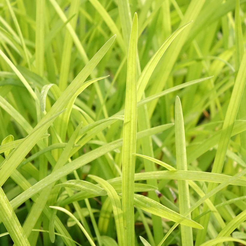 Liriope graminifolia var. densiflora (Laub)