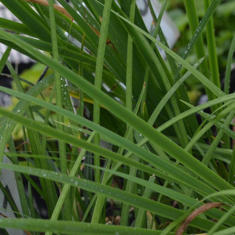 Liriope muscari - Lilientraube (Foliage)