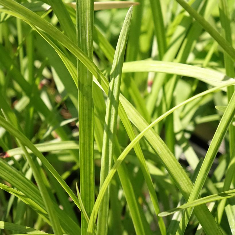 Liriope muscari Big Blue - Lilientraube (Laub)