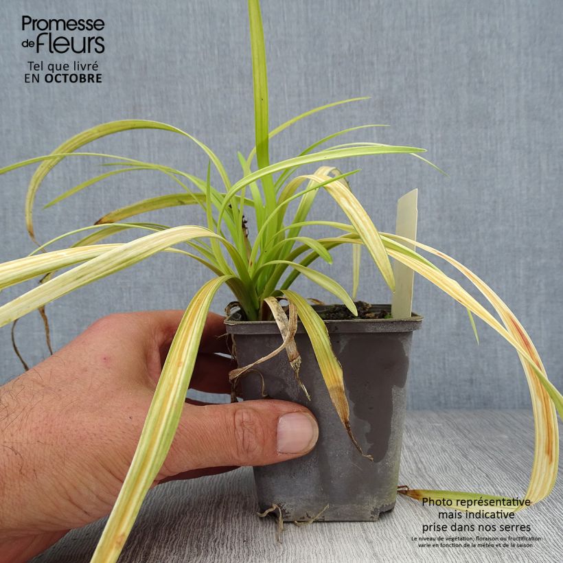 Exemplar von Liriope muscari Big Blue Godet de 8/9 cm wie im Herbst geliefert
