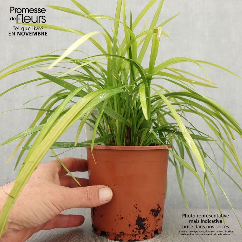 Exemplar von Liriope muscari Evergreen Giant Pot de 1L/1,5L wie im Herbst geliefert