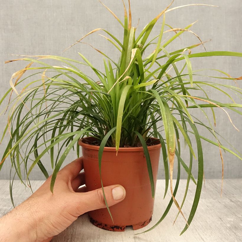 Example of Liriope muscari Evergreen Giant Topf mit 1L/1,5L as you get in printemps