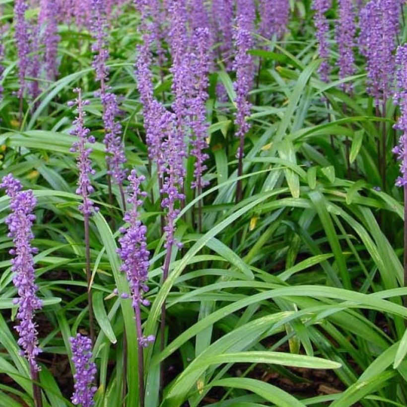 Liriope muscari Royal Purple - Lilientraube (Foliage)