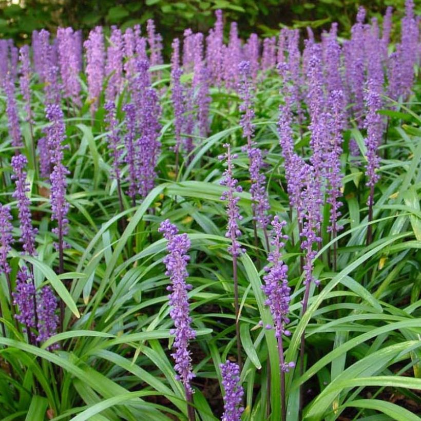 Liriope muscari Royal Purple - Lilientraube (Flowering)
