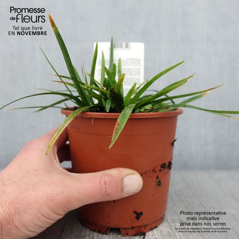 Exemplar von Liriope muscari Royal Purple Pot de 1L/1,5L wie im Herbst geliefert