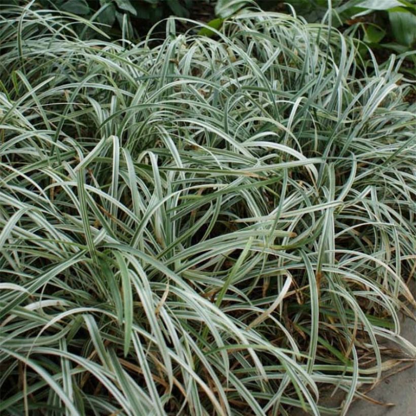 Liriope spicata Silver Dragon - Lilientraube (Wuchs)