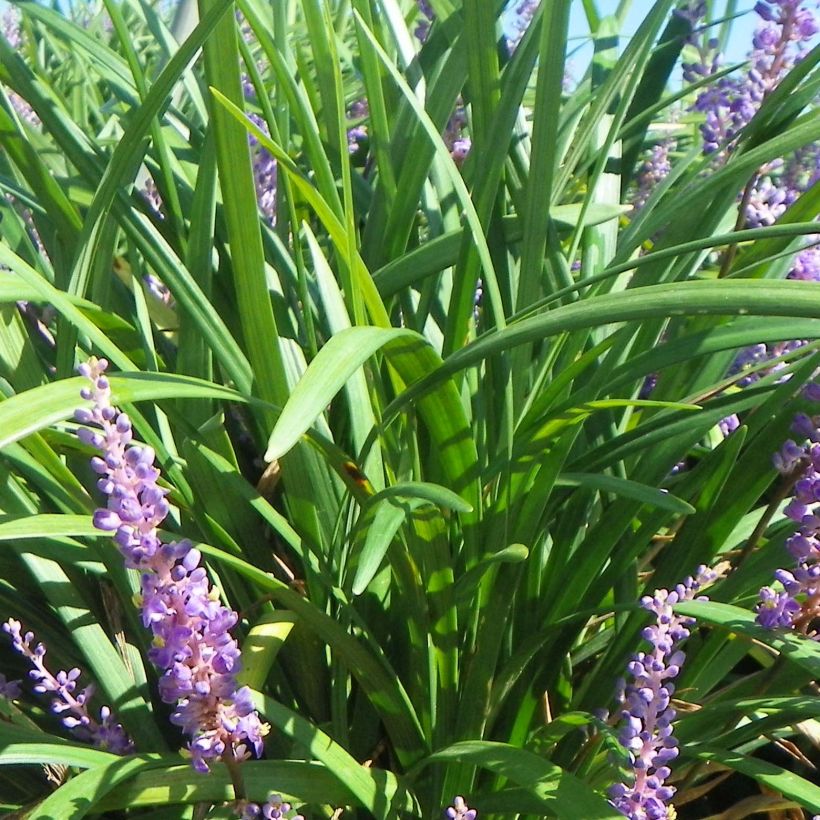 Liriope muscari Super Blue - Lilientraube (Foliage)