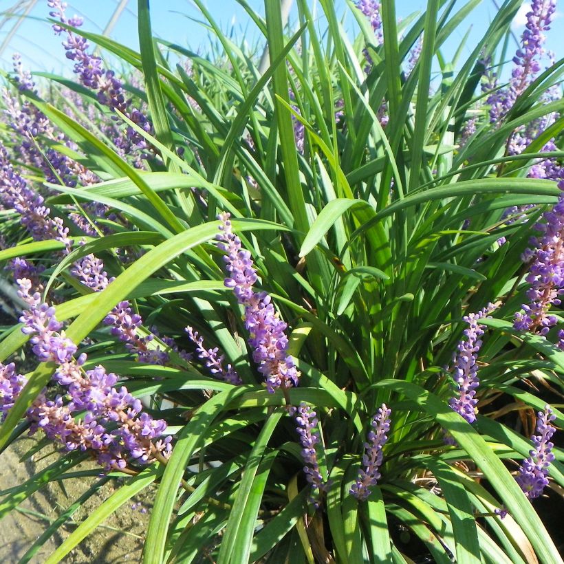 Liriope muscari Super Blue - Lilientraube (Plant habit)