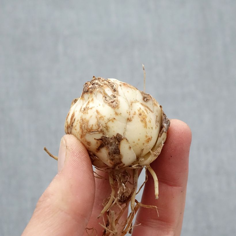 Exemplar von Orientalische Lilie Distant Drum - Lilium Zwiebel Kaliber/Größe 14+ wie im Frühjahr geliefert