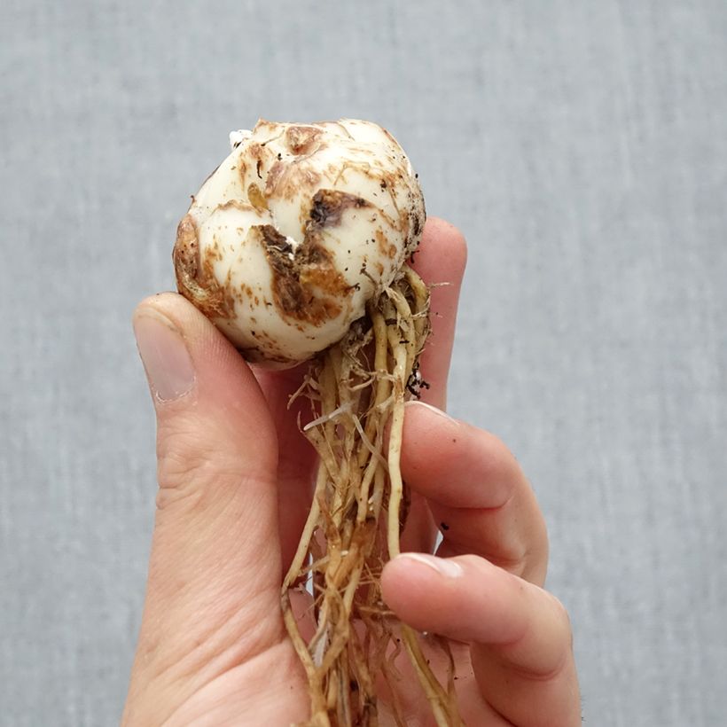 Exemplar von Asiatische Lilie Salmon Tiger - Lilium Zwiebel Kaliber/Größe 16/18 wie im Frühjahr geliefert