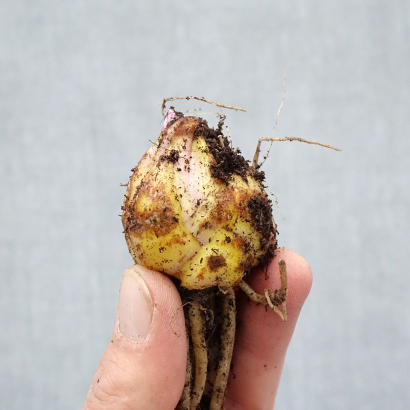 Exemplar von Asiatische Lilie Navona - Lilium Zwiebel Kaliber/Größe 14/16 wie im Frühjahr geliefert