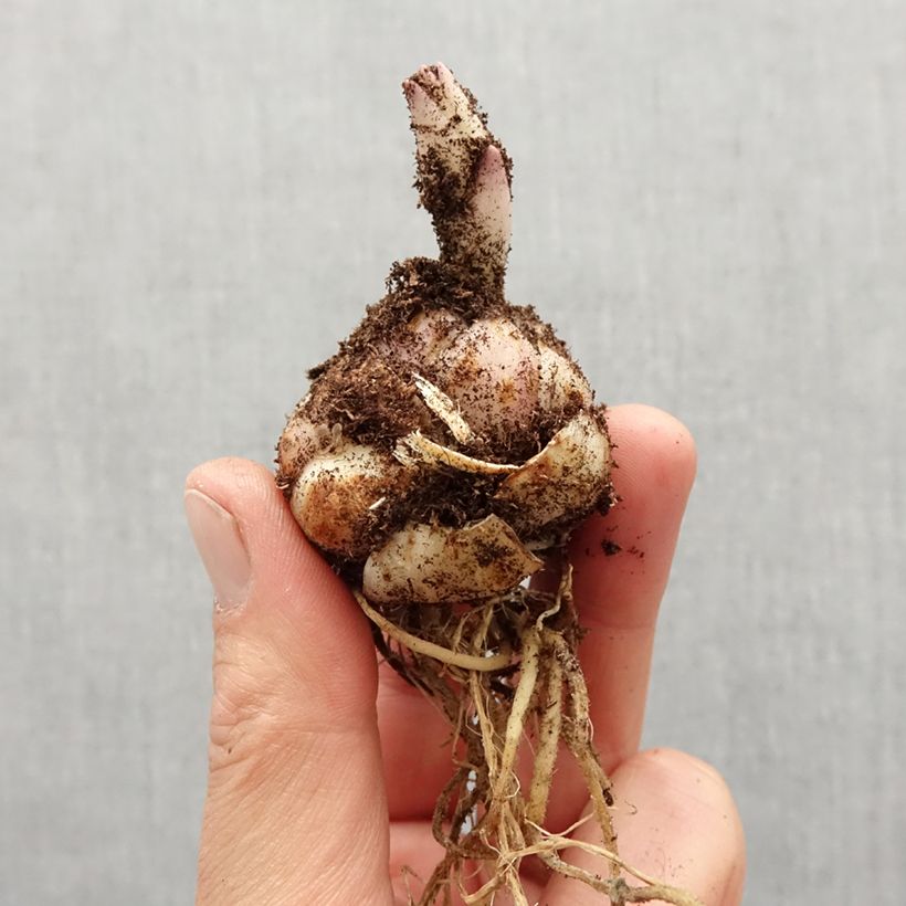 Exemplar von Asiatische Lilie Pearl Melanie - Lilium Zwiebel Kaliber/Größe 14/16 wie im Frühjahr geliefert