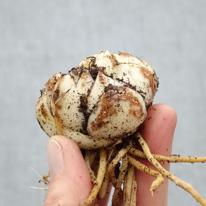 Exemplar von Asiatische Lilie Pearl Stacey - Lilium Zwiebel Kaliber/Größe 18+ wie im Frühjahr geliefert