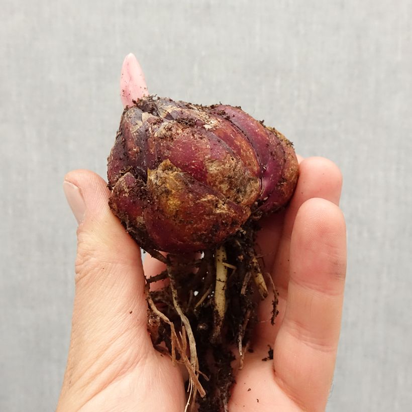 Exemplar von Asiatische Lilie Mix - Lilium Zwiebel Kaliber/Größe 18/20 wie im Frühjahr geliefert