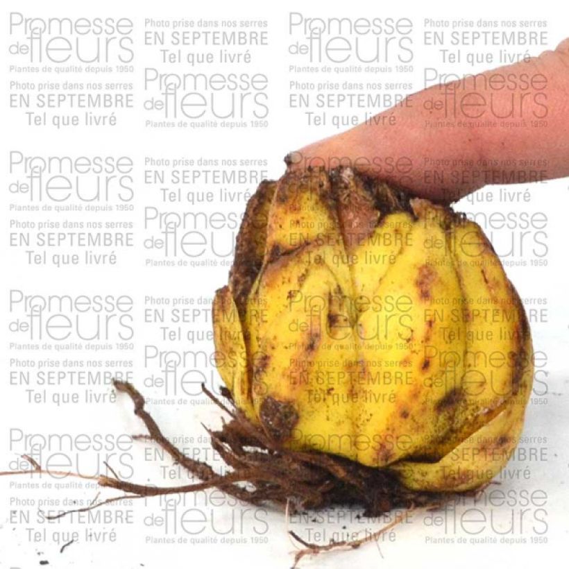 Beispiel eines Exemplars von Türkenbund-Lilie var. album - Lilium martagon var. album Zwiebel Kaliber/Größe 16+ wie geliefert