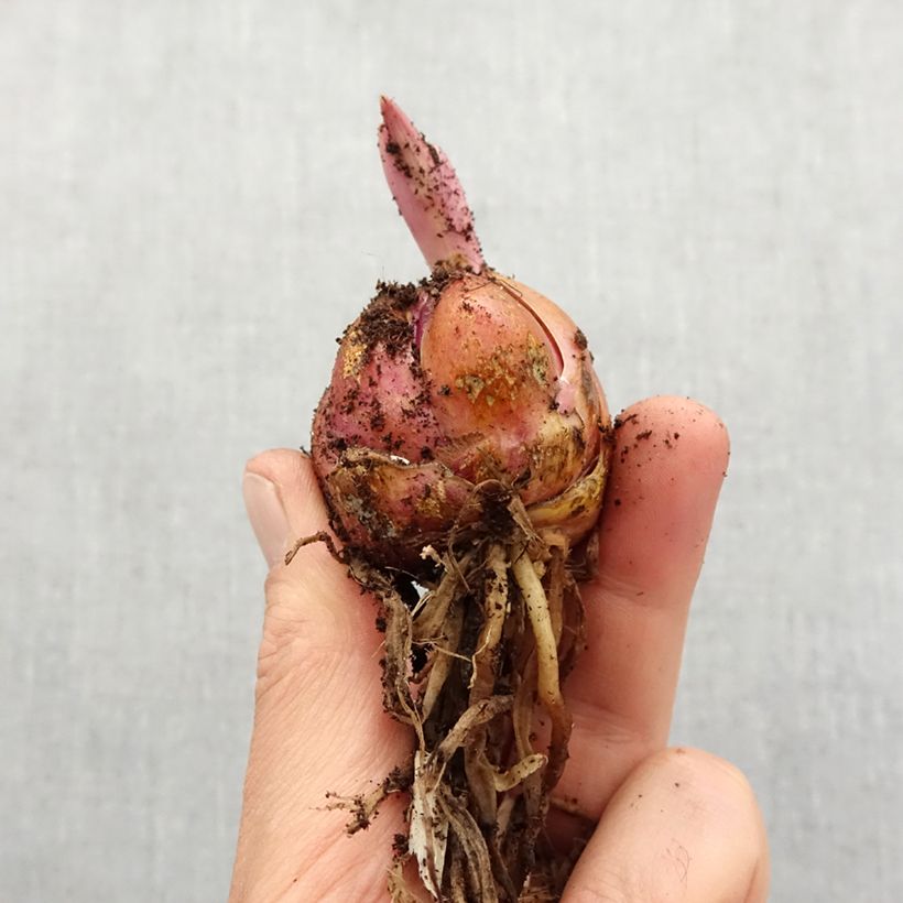 Exemplar von Orientalische Lilie Lavon - Lilium Zwiebel Kaliber/Größe 16+ wie im Frühjahr geliefert