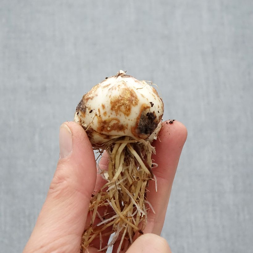 Exemplar von Asiatische Lilie Purple Eye - Lilium Zwiebel Kaliber/Größe 16/18 wie im Frühjahr geliefert