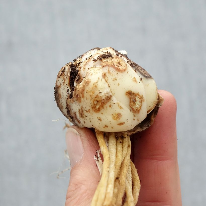 Exemplar von Orientalische Lilie Barolo - Lilium Zwiebel Kaliber/Größe 16/18 wie im Frühjahr geliefert