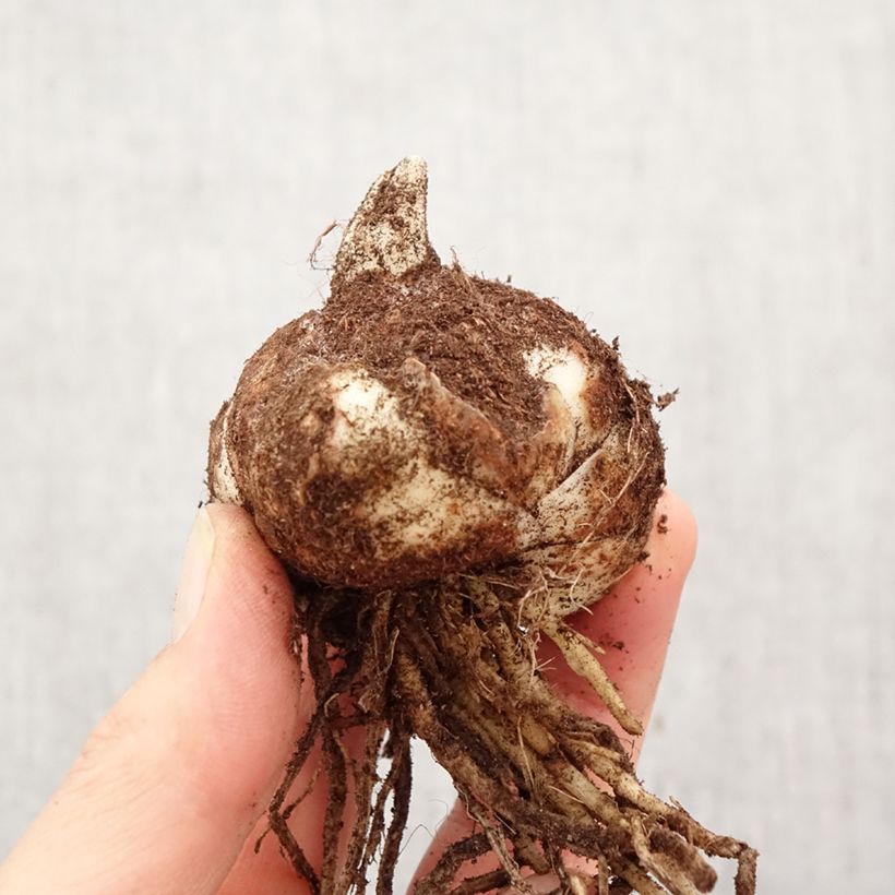 Exemplar von Hybrid Lilie Bataleon - Lilium Zwiebel Kaliber/Größe 18/20 wie im Frühjahr geliefert